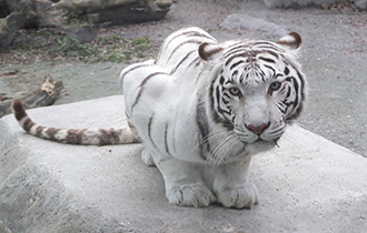 東武動物公園