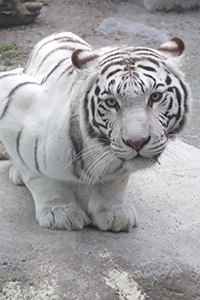 東武動物公園